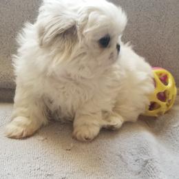 Pekingese Puppies from Pekes And Sandy Paws