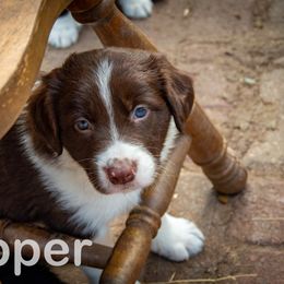 Border Collie, Golden Retriever, and Sporty Mix Puppies from Turbo Border Collies & Coltrievers