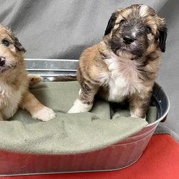Aussiedoodle and Bordoodle Puppies from Holland Hilltop Farm