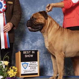 Bullmastiffs from Riverbend Bullmastiffs