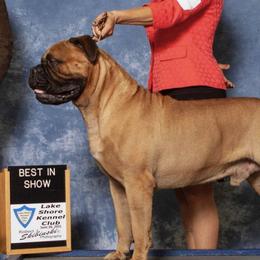 Bullmastiffs from Riverbend Bullmastiffs