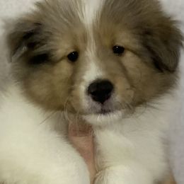 Boy 2 - Sable and white male Shetland Sheepdog puppy in Temperance, Michigan from NorthAcre Shelties