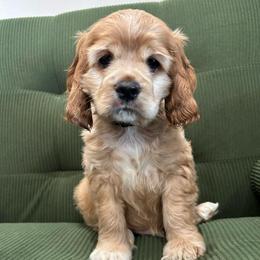 Blue Collar Boy - Buff and white male Cocker Spaniel puppy in Simms, Texas from Clayton’s Cocker Spaniels