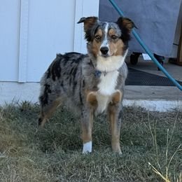 Hazel - Miniature Australian Shepherd