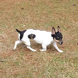 Teddy Roosevelt Terriers and Toy Fox Terriers from LoupGarou Terriers