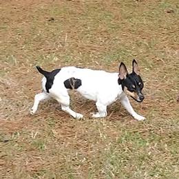 Teddy Roosevelt Terriers and Toy Fox Terriers from LoupGarou Terriers
