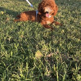 Poodle puppies from Fancy Paws Inc