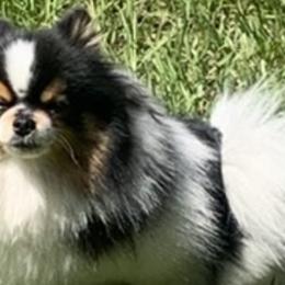 Pomeranians from Lisa's Pomeranians