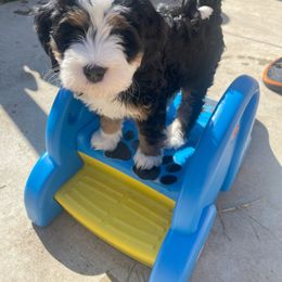 Bernedoodle Puppies from Myt fine doodles