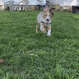 Miniature Australian Shepherd and Toy Australian Shepherd Puppies from Loyal Litters Toy Australian Shepherds