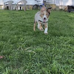 Miniature Australian Shepherd and Toy Australian Shepherd Puppies from Loyal Litters Toy Australian Shepherds