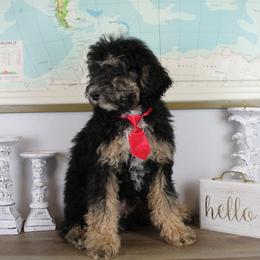 Boy 1 - Tri-color Bernedoodle puppy in Riverdale, Utah from La Di Da Doodles