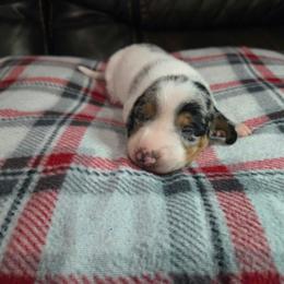 Boy 2 - Piebald male Dachshund puppy in Mobile, Alabama from Lady and the Tramp Dachshunds