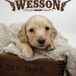 Wesson - Cream male Dachshund puppy in Wylie, Texas from Lawson's Kennel