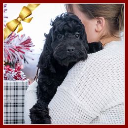 Daniel - Black male Cockapoo puppy in Connersville, Indiana from Deaz Doodle Ranch