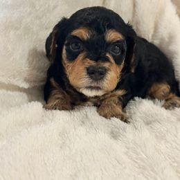 Sir Sean Connery - Black and tan male Havanese puppy in North Richland Hills, Texas from A Royal Havanese Court