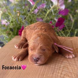 Focaccia - Apricot female Goldendoodle puppy in Lancaster, Minnesota from North Star Dog Training