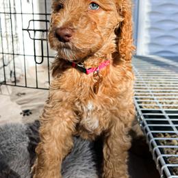 Goldendoodle Puppies from Lundee Doodles