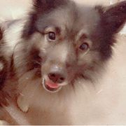Keeshonden from Keeshond fur pups