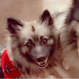 Keeshonden from Keeshond fur pups