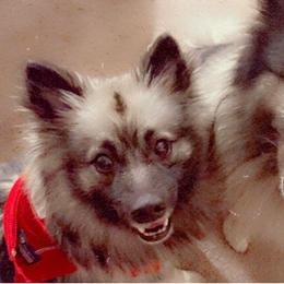 Keeshonden from Keeshond fur pups
