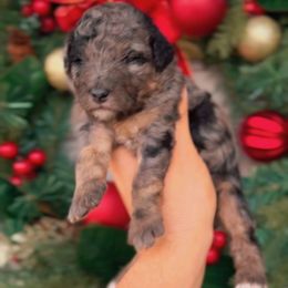 Tigers Eye - Merle male Bernedoodle puppy in West Jordan, Utah from Doodles Friend
