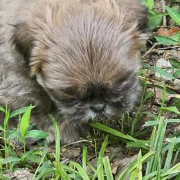 Girl 1 - Blue female Shih Tzu puppy in Springville, Indiana from DeFord Shih Tzu