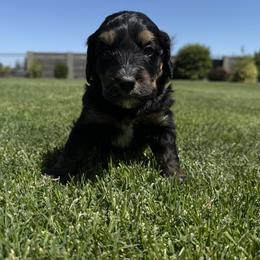 Bernedoodle Puppies from Burbank Bernedoodles