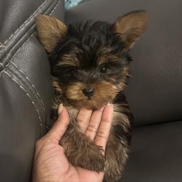 Tiny Tim - Black and tan male Yorkshire Terrier puppy in Ocala, Florida from Top Notch Pupz