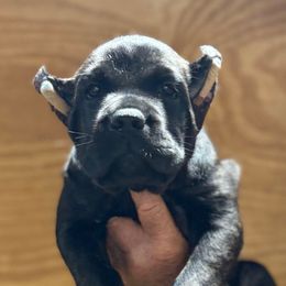 Yellow Collar - Black female Cane Corso puppy in Paris, Texas from Knucklehead Cane Corso