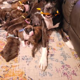 Boxer Puppies from Keen Boxers