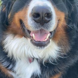 Bernese Mountain Dogs from Midnight Mountain Paws