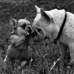 French Bulldog Puppies from Top Hat Ranch