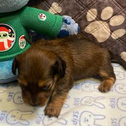 SAJA Boy - CKC REGISTERED FULL RIGHTS - Black and tan male Dachshund puppy in Elizabethtown, Kentucky from Teeny Tiny Puppy Tails
