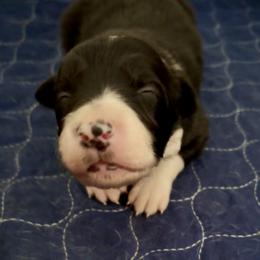 Blk female - Black and white female Border Collie puppy in Williston, Florida from CP FARMS BORDER COLLIES N JACKS CORP