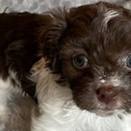 Remi - Chocolate Havanese puppy in Tacoma, Washington from T&T Havanese