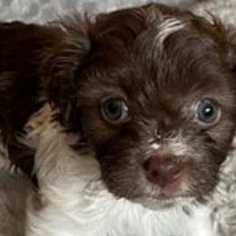 Remi - Chocolate Havanese puppy in Tacoma, Washington from T&T Havanese