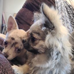 Chihuahua Puppies from B&D Chihuahuas
