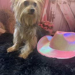 Millie - Yorkshire Terrier