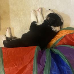 Border Collie Puppies from Herding Heritage