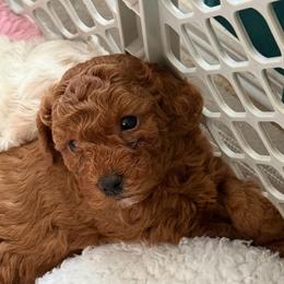Edison - Red  male Poodle puppy in Mineral Wells, Texas from S.H.A.R.P.’s Toy Poodles