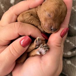 White girl 1 - Apricot female Goldendoodle puppy in Sacramento, California from Golden Heart Doodles
