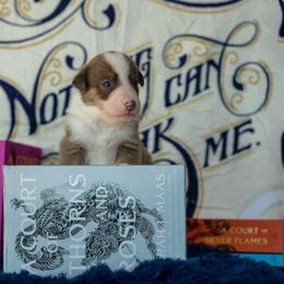 Border Collie, Papillon, Sporty Mix, and Whippet Puppies from Old Hemp Border Collies / Open Horizon Sport Dogs