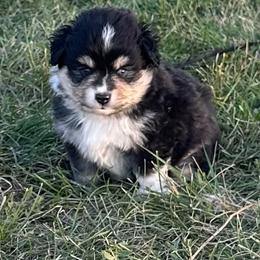 Bernie - Black tri male Toy Australian Shepherd puppy in Lame Deer, Montana from Bar M Toy Aussies