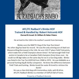 German Shorthaired Pointer All Grown Up from RADBACH KENNELS