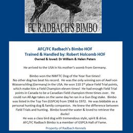 German Shorthaired Pointer All Grown Up from RADBACH KENNELS