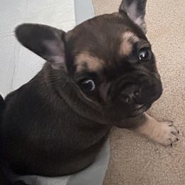 French Bulldog Puppies from Elm Frenchie Quarters