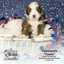 Cassiopeia - 'Cassie' - Pink Collar - Blue merle female Bernedoodle puppy in Jackson, Michigan from A Star is Born Doodles