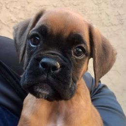 Boxers from HeartNSoul Boxers