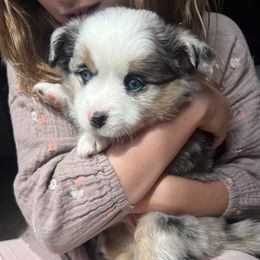 Toy Australian Shepherd Puppies from Kagarice Family